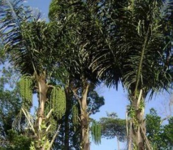 Petani Aren Perlu Dukungan Pemerintah Kabupaten